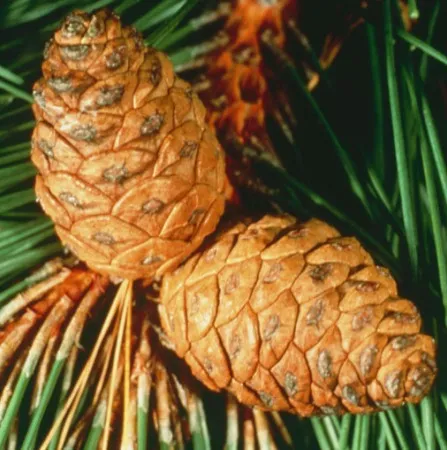 Pine Essential Oil Hungary 5